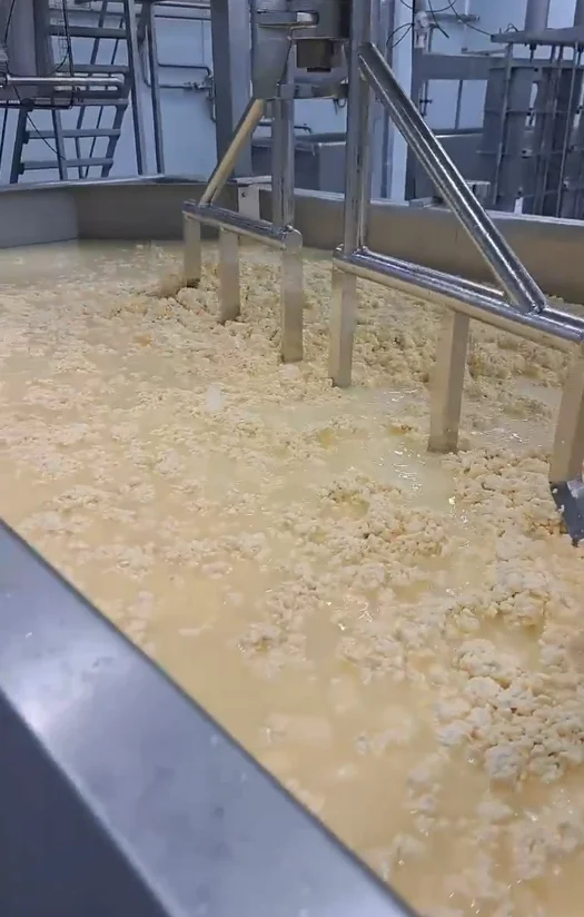 Finishing Vat in operation — processed curd with worker on production line
